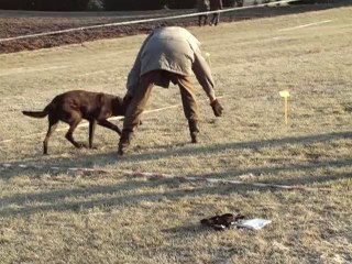 brugge cavage la roziere