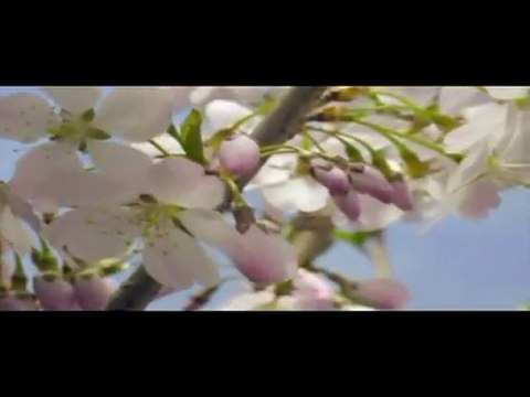 Seyyid Fehim Arvasi -Alın yazısı nedir