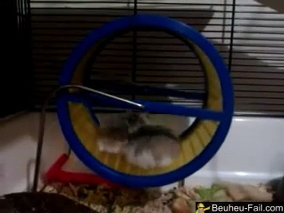 Piege a hamster