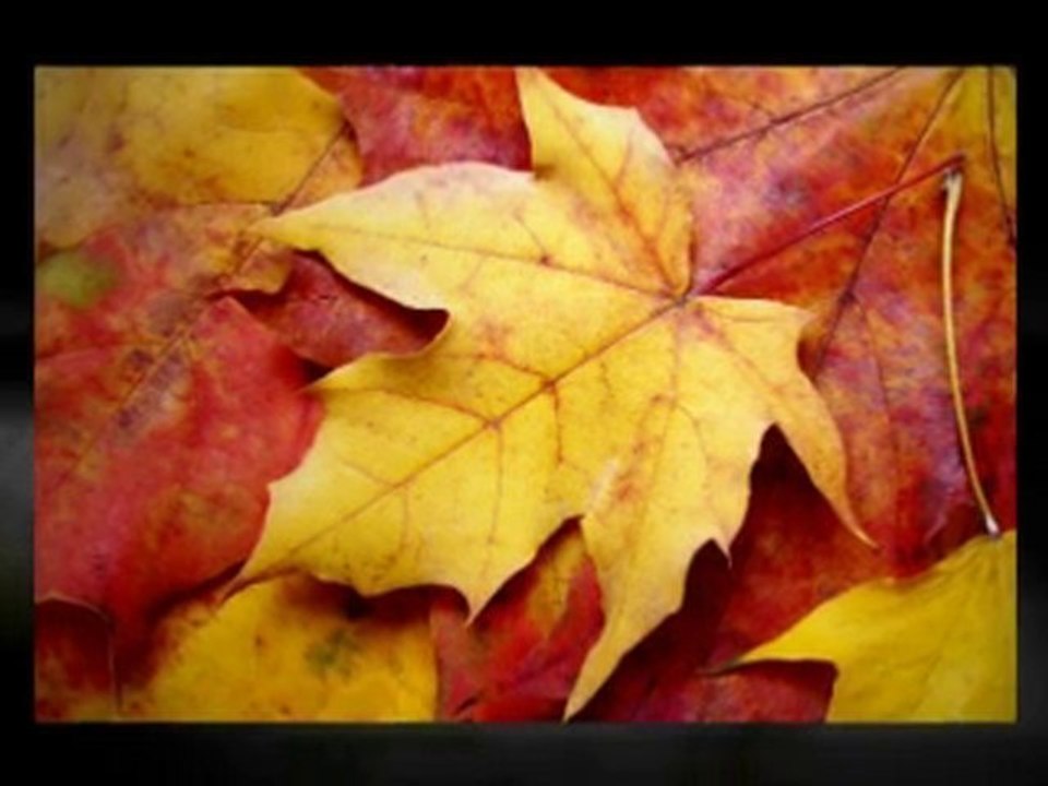 Local small   business advertising,Marketing,Facebook Fan P