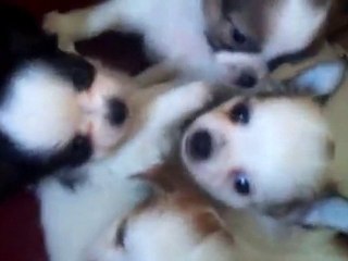Mes bébés chihuahua