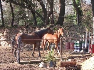 01 25  jeux de chevaux