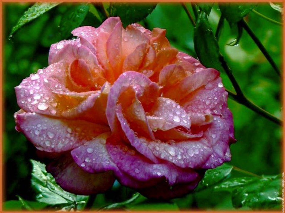 Pluie
