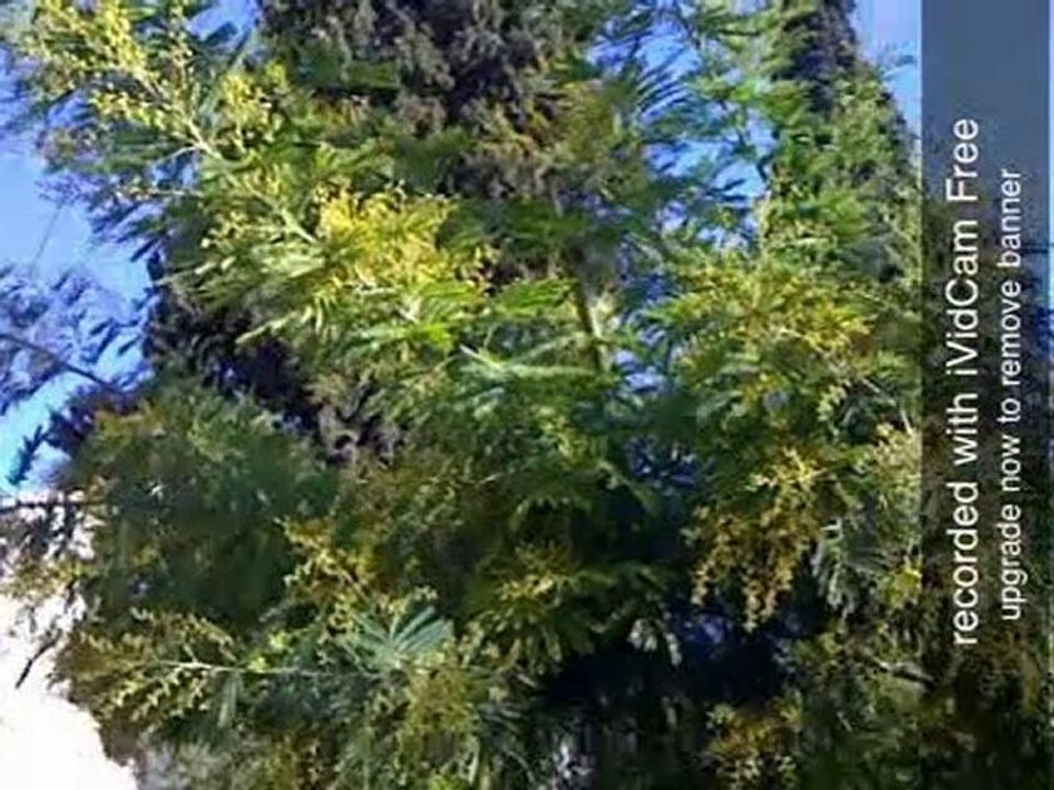 le mimosa s eclate