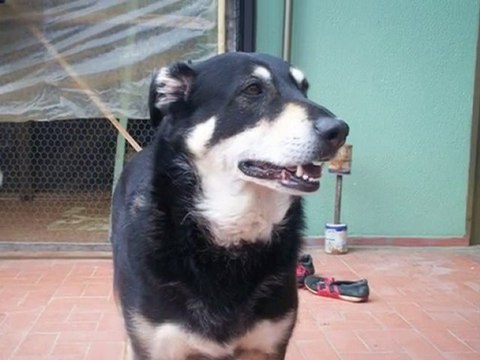 fotos de valen mi mascota