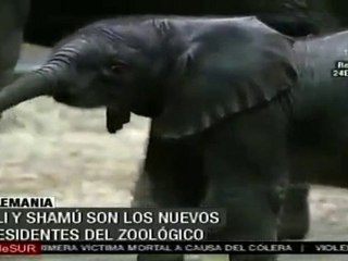 Zoológico alemán tiene dos nuevos elefantes: Uli y Shamú