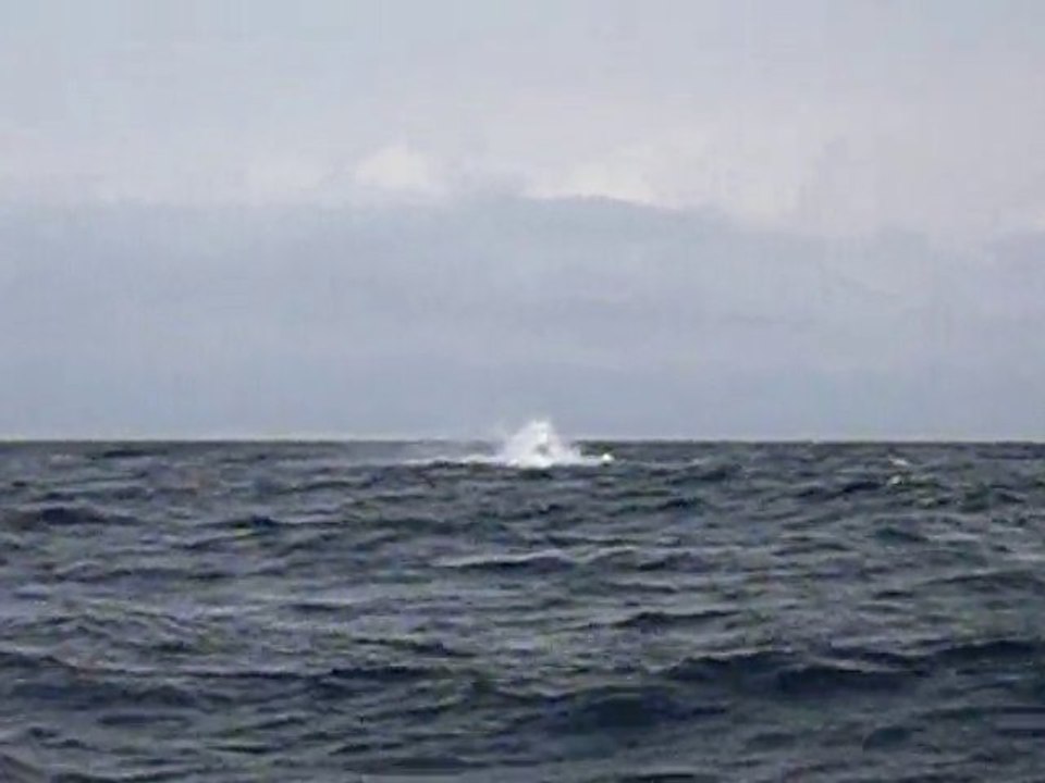 whale watching
