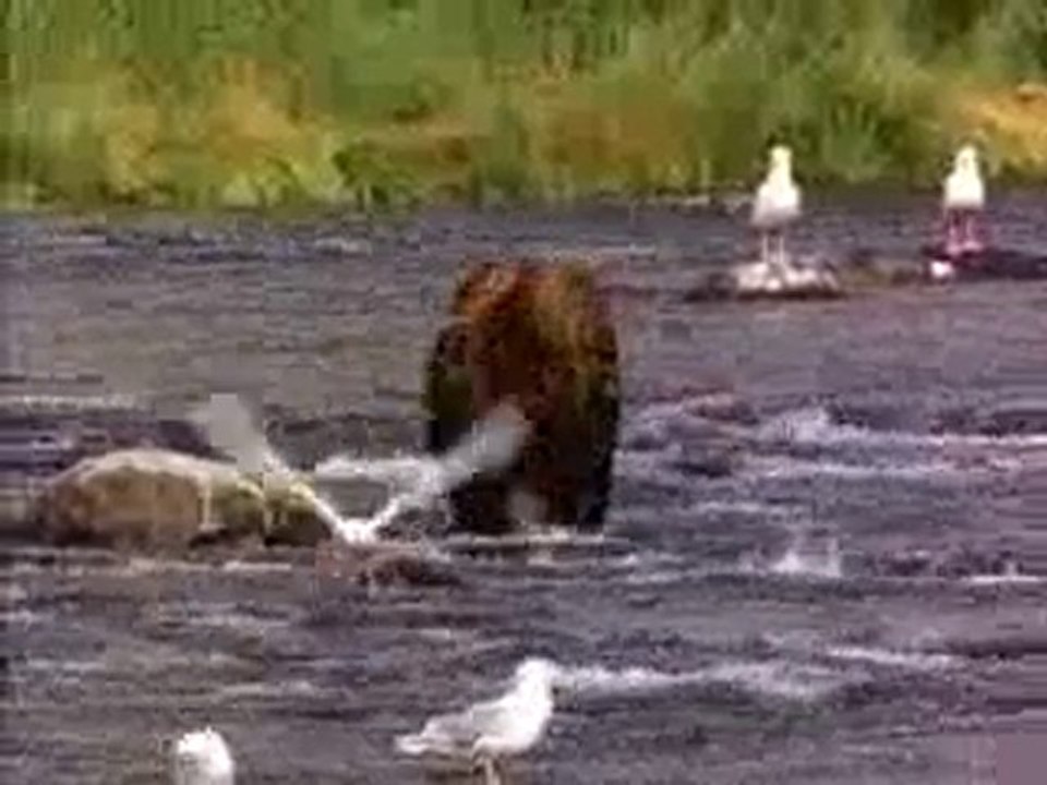 wmv-15fps-320X240