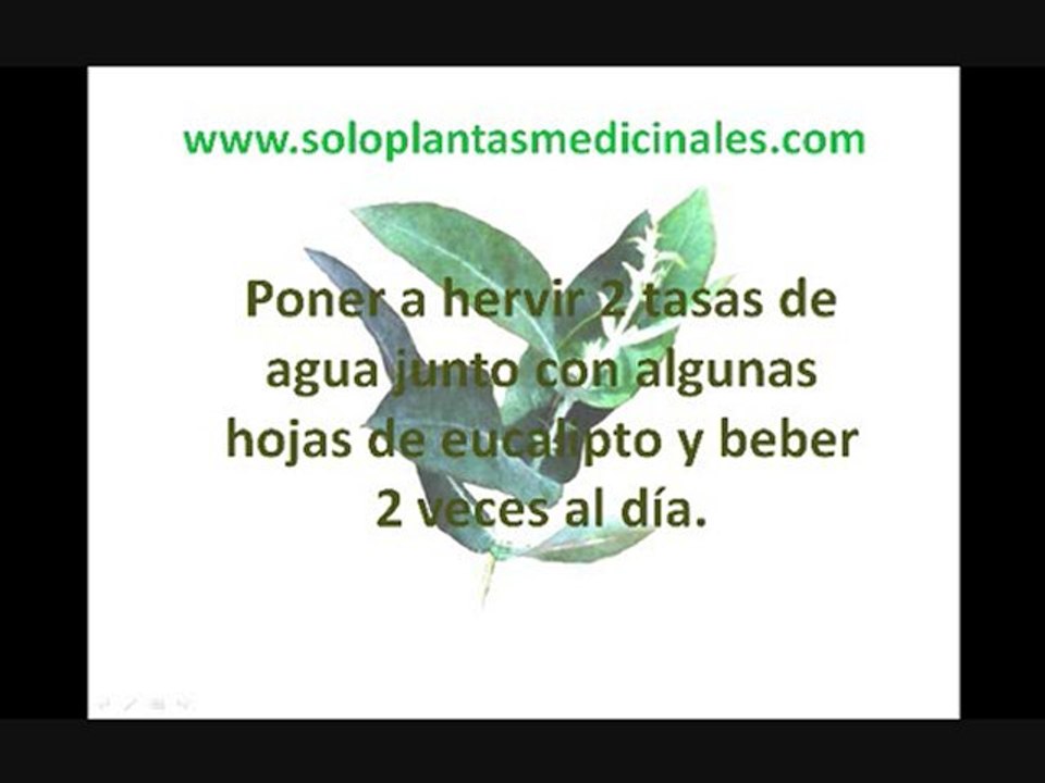 Plantas Medicinales [Eucalipto]