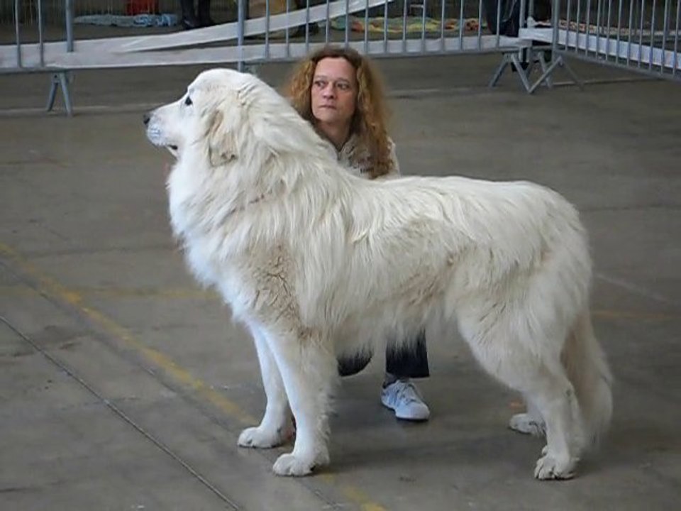 Elevage de la Vallée du Girou (ring Beziers 2011.2)