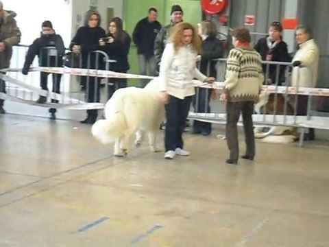 Elevage de la Vallée du Girou (ring Béziers 2011)