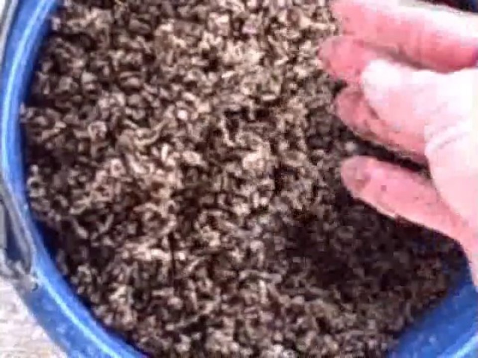 Pelleted Beet Pulp vs Shredded Beet Pulp