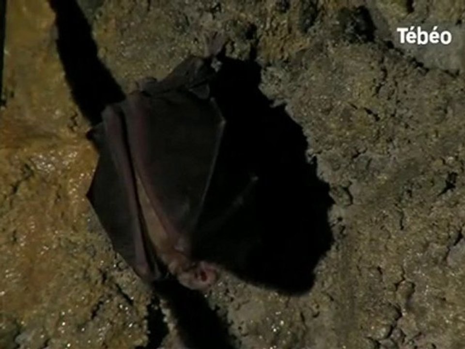 Les grands rhinolophes (chauves-souris) à Crozon-29 Tébéo TV