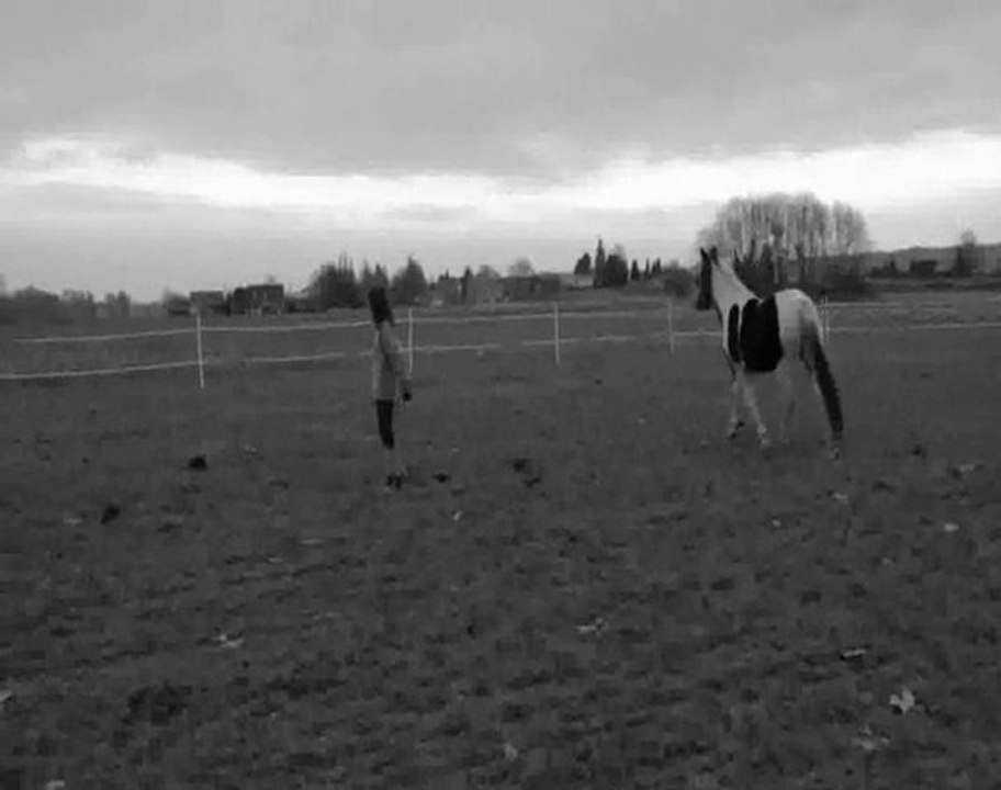 Venus 5 mois travail à pied et longe