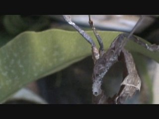 deroplatys dessicata dévorant un vers morios