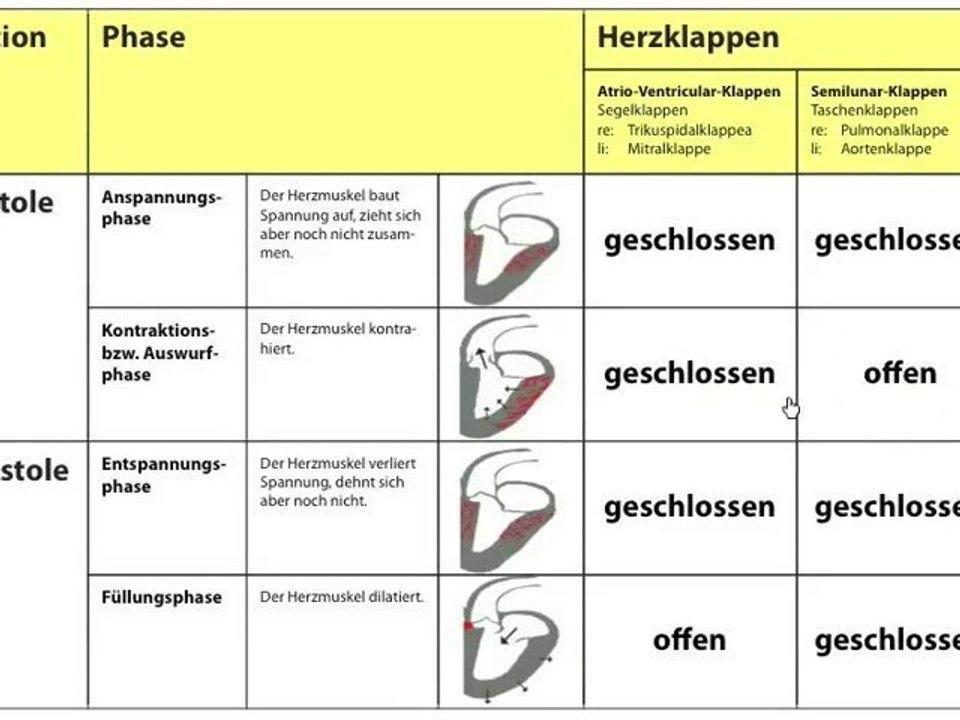 Herzaktionen für die Heilpraktikerausbildung
