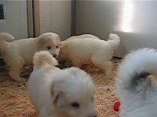 Nos patounets à l'âge de 4 semaines