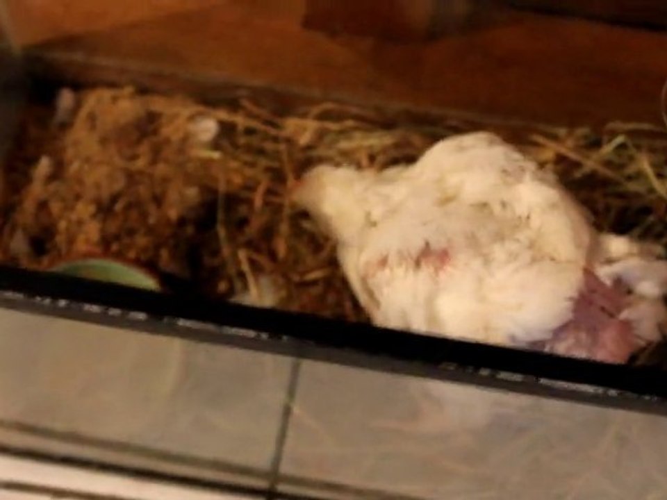 Aurélie, la poulette à 4 pattes du Luart