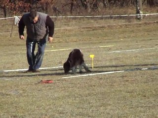 spaniel cavage la rosiere