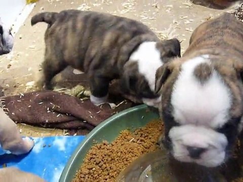 chiots bulldog anglais à + 1 mois nés le 22/12/10