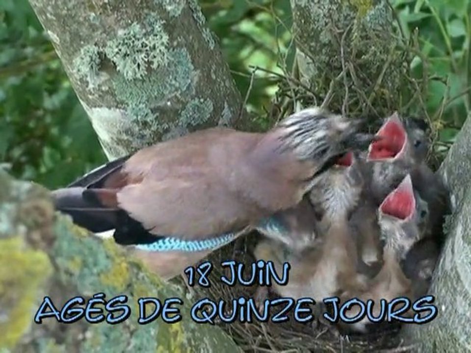 Le geai des chênes