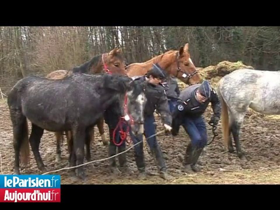 Oise : sauvetage de 31 chevaux, poneys et ânes maltraités