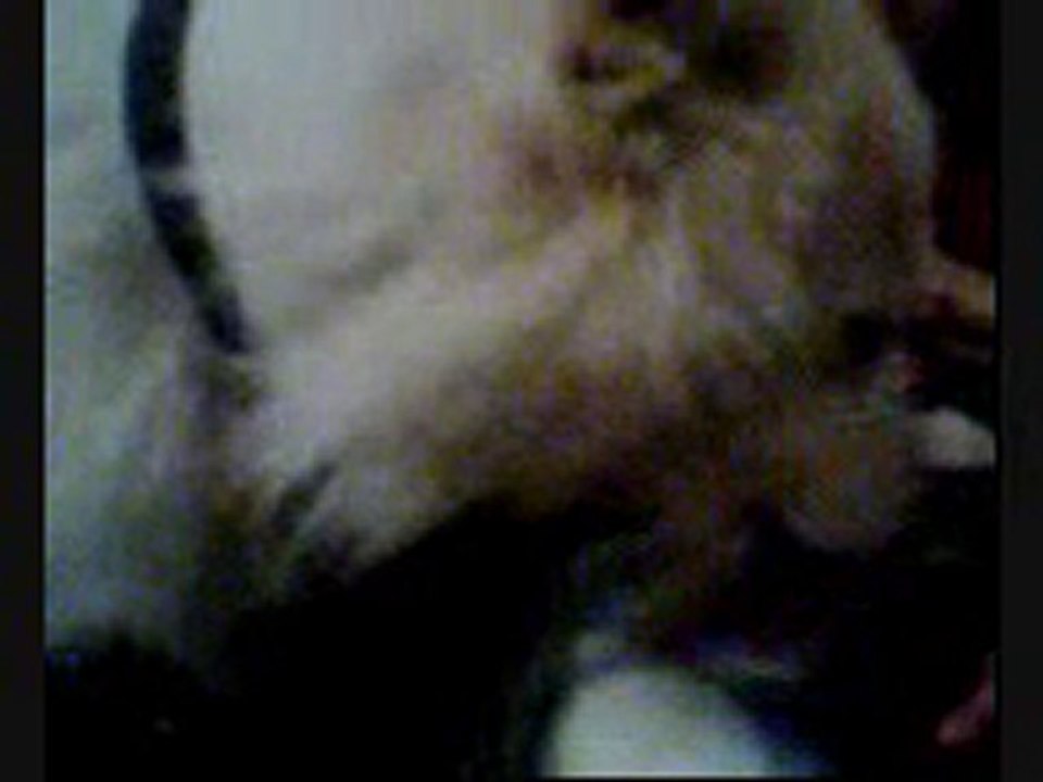 simba_0001