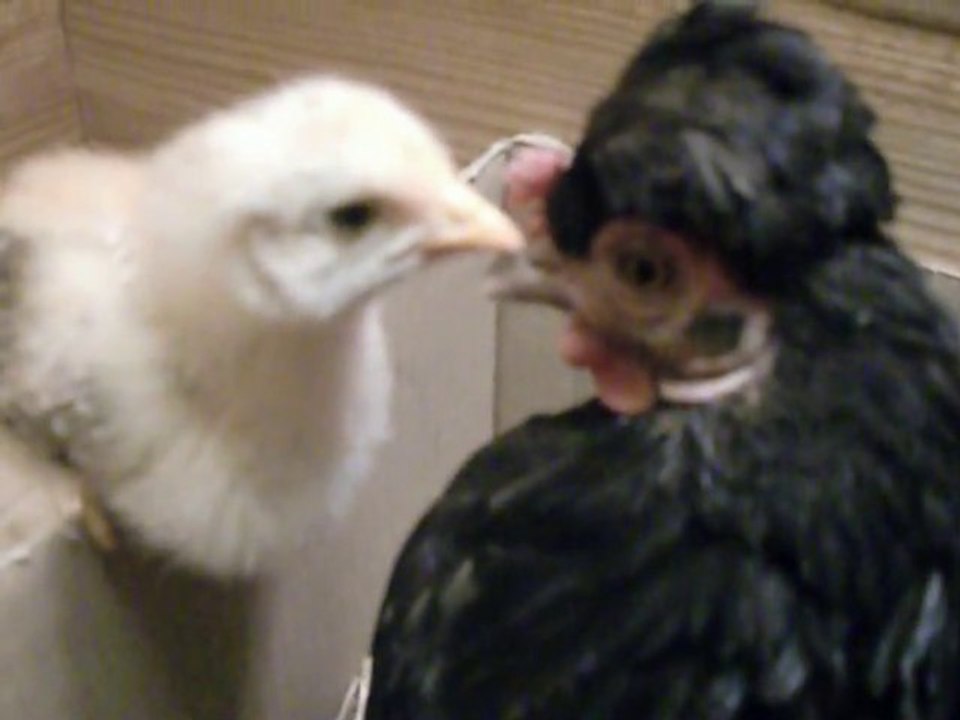 poussins 2