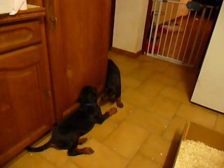 F-Litter Abyss x Zargo (26Janvier11)