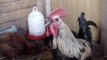 Death Metal Rooster