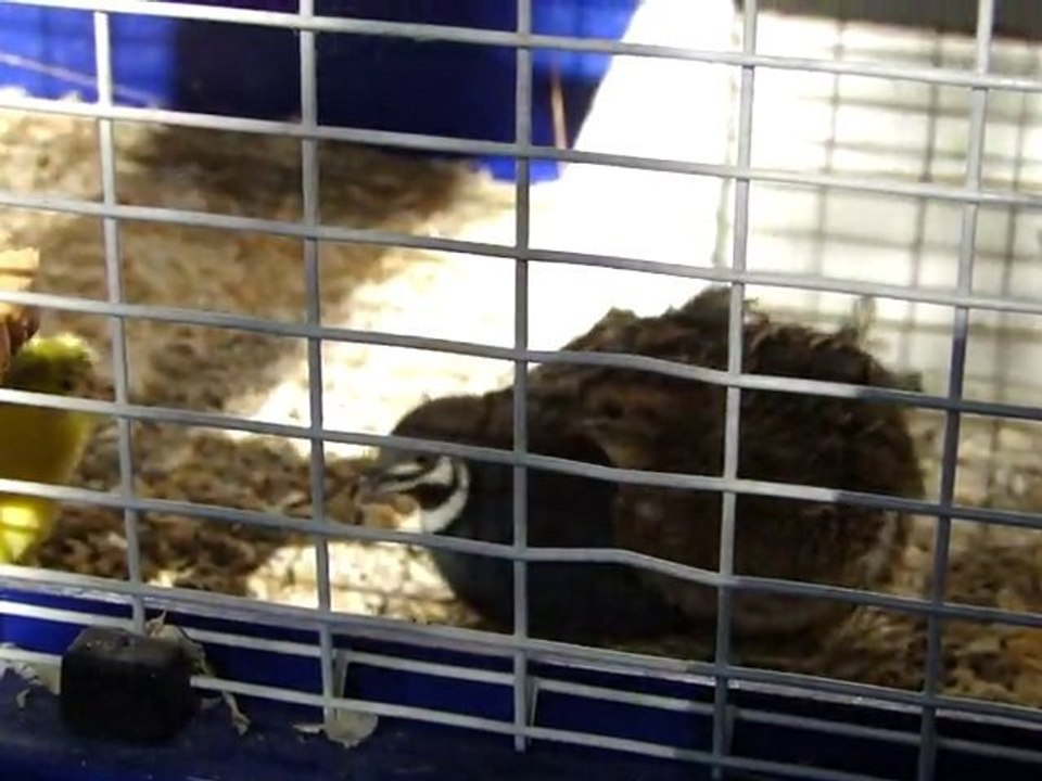 Offrande mâle à femelle caille de Chine