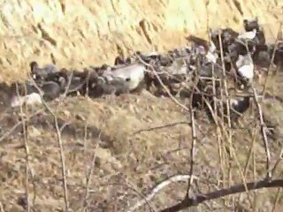 eygidi  çobanlık yıllarım ey