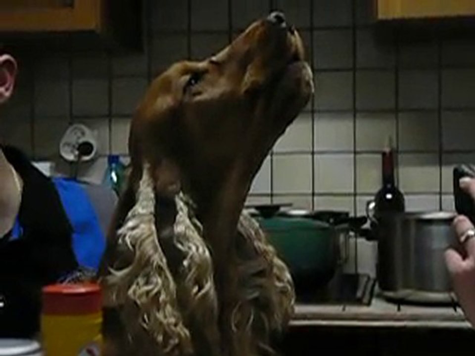 marley se prend pour un ténor