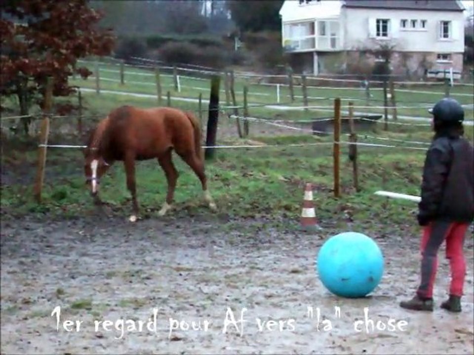 rencontre de 4 chevaux 26 01 2011