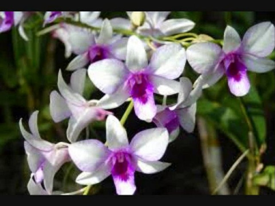 Ko Myo Yan Naung Thein on Daw Aung San Suu Kyi