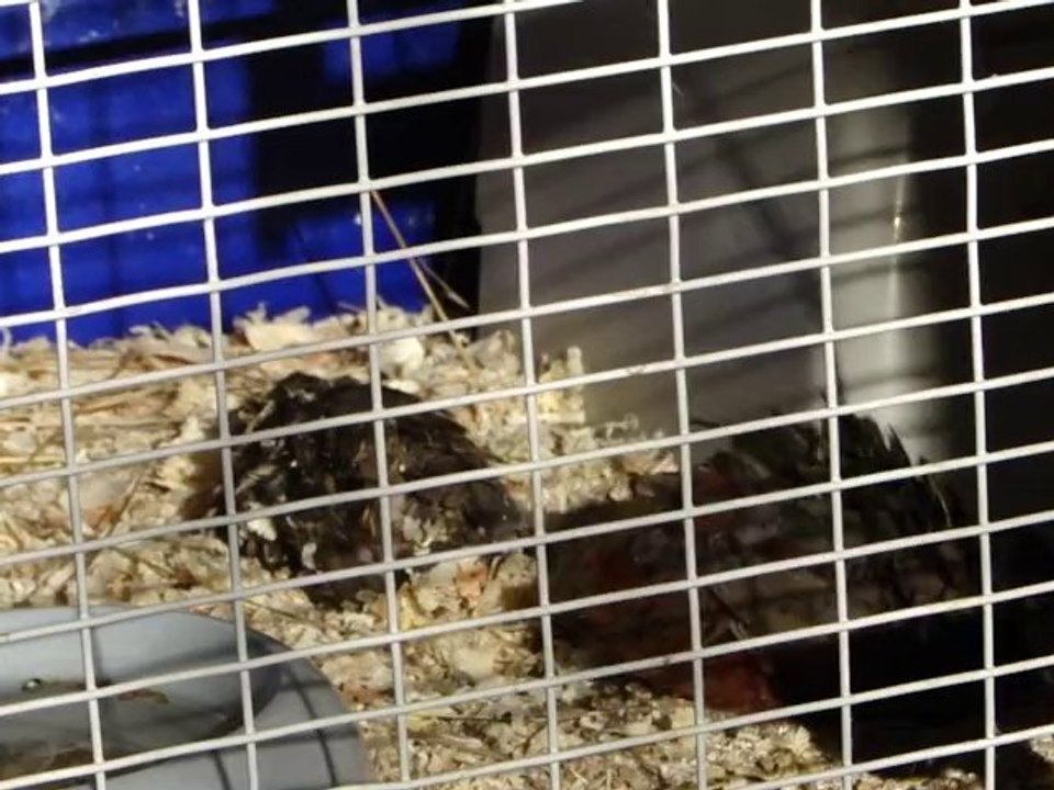 Roulades de cailles ...