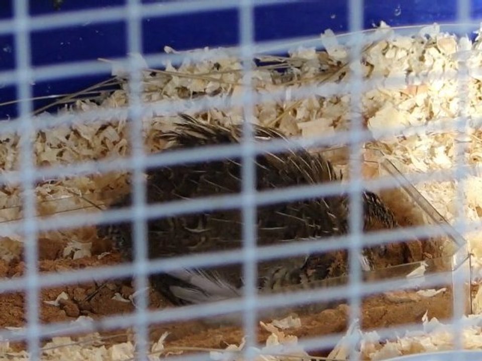 Une caille bien terrienne