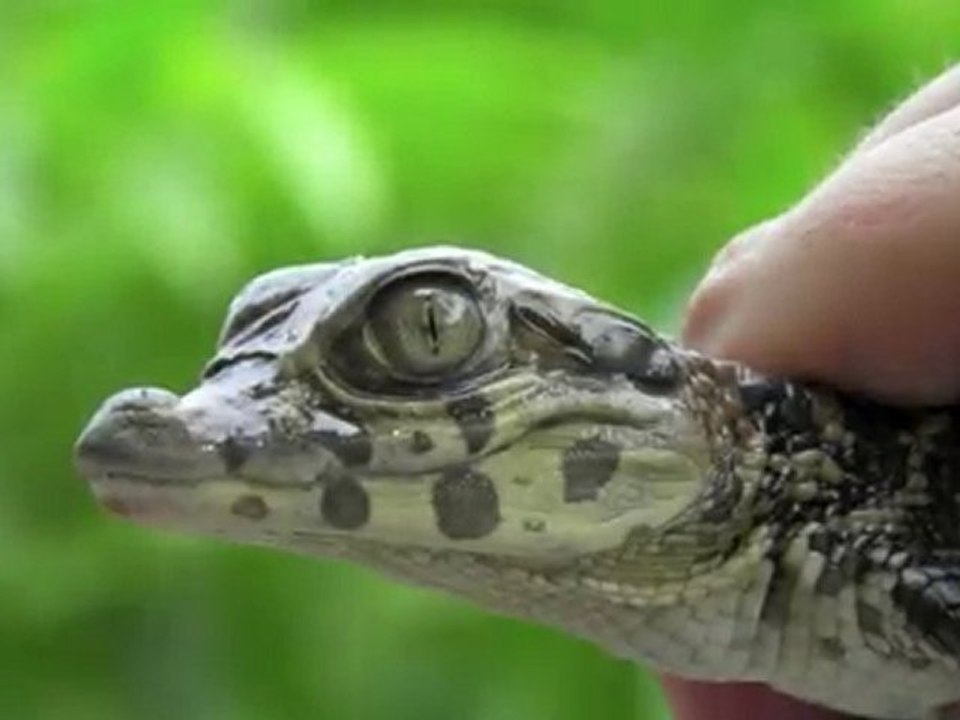 Journey into the soul of the Earth - The  Amazon ✰ [HD]