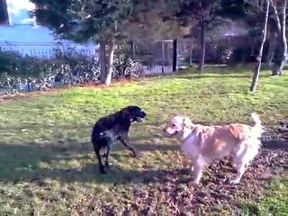 Mathilda , nancy ve rocky