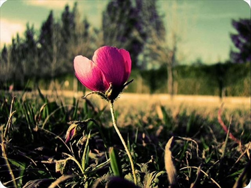 Mustafa Cihat-Zeyd'in Gözleri
