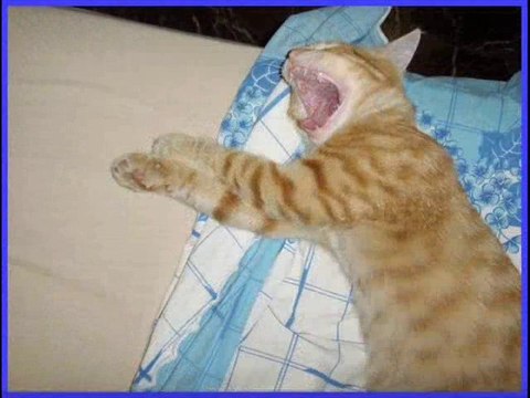 Questi Fantastici Gatti