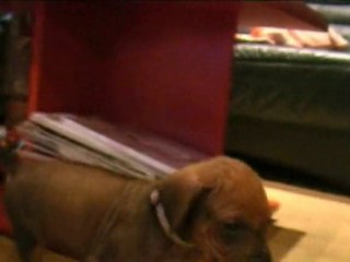 Štěňátko RR - bílý obojek