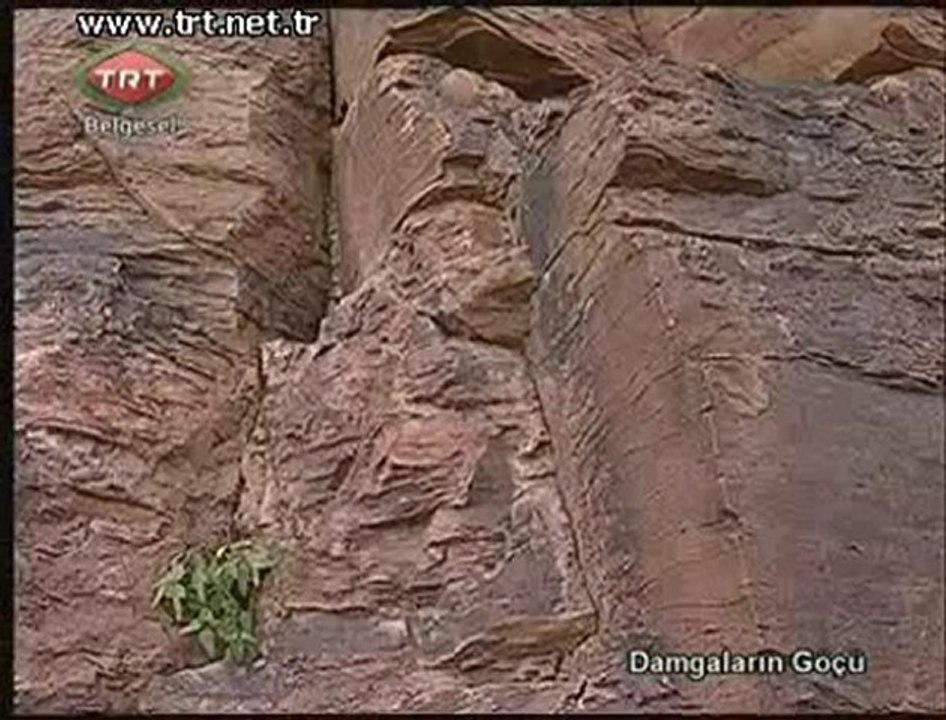 Damgaların Göçü belgeseli (1/1)