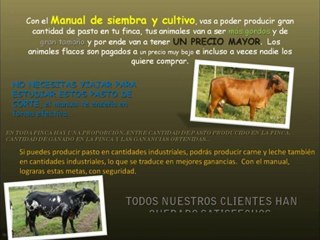 Engorde de ganado y el pasto de corte