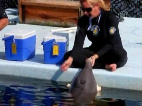 Дельфины могут подражать с закрытыми глазами