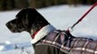 Winter Coats for Dogs | Dog Winter Coats