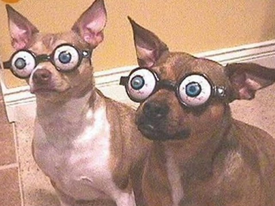 Funny Photos