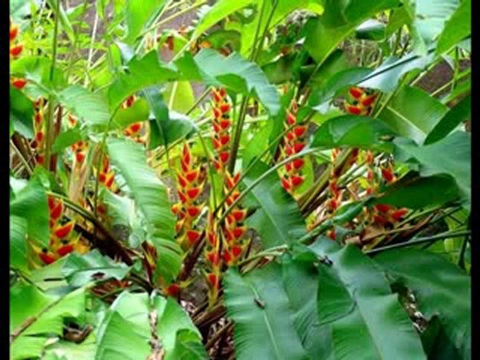 Awawak - les roches gravées en Guadeloupe