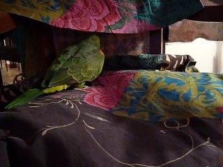 Loulou a un drôle de comportement.