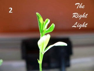 5 Tips for Hydroponics Gardening